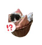 子猫のがぶちゃん（個別スタンプ：2）