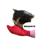 子猫のがぶちゃん（個別スタンプ：4）