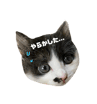 子猫のがぶちゃん（個別スタンプ：7）