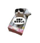子猫のがぶちゃん（個別スタンプ：9）