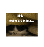 子猫のがぶちゃん（個別スタンプ：10）