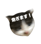子猫のがぶちゃん（個別スタンプ：11）