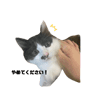 子猫のがぶちゃん（個別スタンプ：12）