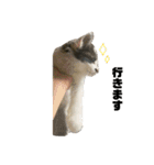 子猫のがぶちゃん（個別スタンプ：13）