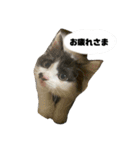 子猫のがぶちゃん（個別スタンプ：14）