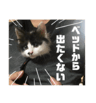 子猫のがぶちゃん（個別スタンプ：16）