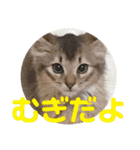 むぎっぽスタンプ（個別スタンプ：1）