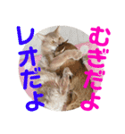 むぎっぽスタンプ（個別スタンプ：2）