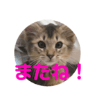 むぎっぽスタンプ（個別スタンプ：15）