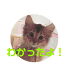 むぎっぽスタンプ（個別スタンプ：17）