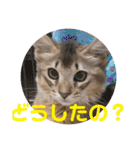 むぎっぽスタンプ（個別スタンプ：25）