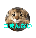 むぎっぽスタンプ（個別スタンプ：27）