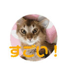 むぎっぽスタンプ（個別スタンプ：34）