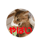 むぎっぽスタンプ（個別スタンプ：35）