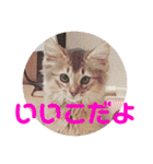 むぎっぽスタンプ（個別スタンプ：37）