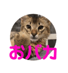 むぎっぽスタンプ（個別スタンプ：39）