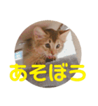 むぎっぽスタンプ（個別スタンプ：40）