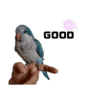 オキナインコ②（個別スタンプ：1）