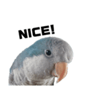 オキナインコ②（個別スタンプ：2）