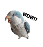 オキナインコ②（個別スタンプ：4）