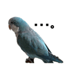 オキナインコ②（個別スタンプ：8）