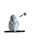 オキナインコ②（個別スタンプ：11）