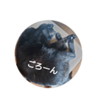 ごん 4（個別スタンプ：8）