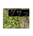 畑活、ハタカツ2（個別スタンプ：3）