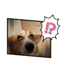 たまこちゃんすたんぶ2（個別スタンプ：1）
