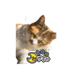 三毛猫じじ♀ 2（個別スタンプ：2）