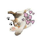 三毛猫じじ♀ 2（個別スタンプ：3）