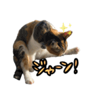 三毛猫じじ♀ 2（個別スタンプ：4）