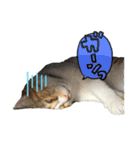 三毛猫じじ♀ 2（個別スタンプ：5）