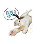 三毛猫じじ♀ 2（個別スタンプ：6）