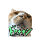 三毛猫じじ♀ 2（個別スタンプ：7）
