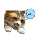 三毛猫じじ♀ 2（個別スタンプ：8）