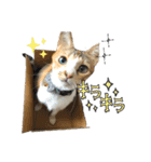 三毛猫じじ♀ 2（個別スタンプ：9）
