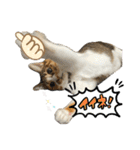 三毛猫じじ♀ 2（個別スタンプ：10）