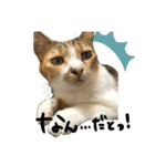 三毛猫じじ♀ 2（個別スタンプ：11）