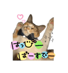 三毛猫じじ♀ 2（個別スタンプ：12）