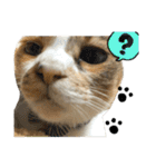 三毛猫じじ♀ 2（個別スタンプ：13）