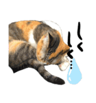 三毛猫じじ♀ 2（個別スタンプ：16）