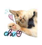 三毛猫じじ♀ 2（個別スタンプ：18）