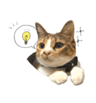 三毛猫じじ♀ 2（個別スタンプ：19）