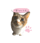 三毛猫じじ♀ 2（個別スタンプ：20）