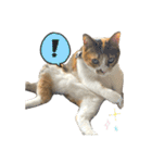 三毛猫じじ♀ 2（個別スタンプ：21）