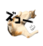 三毛猫じじ♀ 2（個別スタンプ：22）