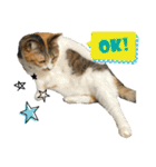 三毛猫じじ♀ 2（個別スタンプ：23）