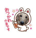 ダックスティノ（個別スタンプ：4）