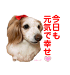 赤いりぼんの可愛い仲間達❤️①（個別スタンプ：1）